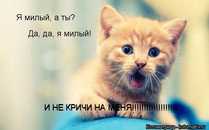 Я милый, а ты? Да, да, я милый! И НЕ КРИЧИ НА МЕНЯ!!!!!!!!!!!!!!!!!!! И НЕ КРИЧИ НА МЕНЯ!!!!!!!!!!!!!... Котоматрица: Я милый, а ты? Да, да, я милый! И НЕ КРИЧИ НА МЕНЯ!!!!!!!!!!!!!!!!!!! И НЕ КРИЧИ НА МЕНЯ!!!!!!!!!!!!!!!!!!!