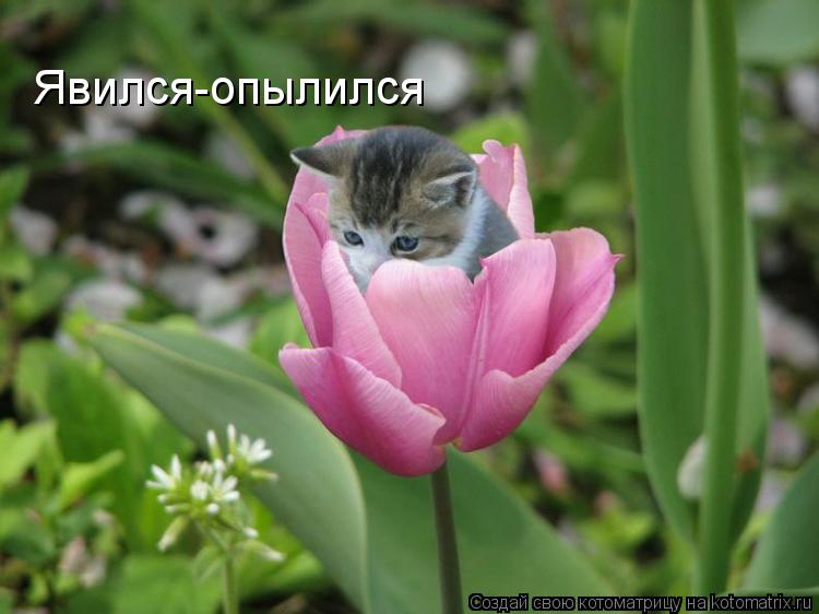 Явился-опылился... Котоматрица: Явился-опылился