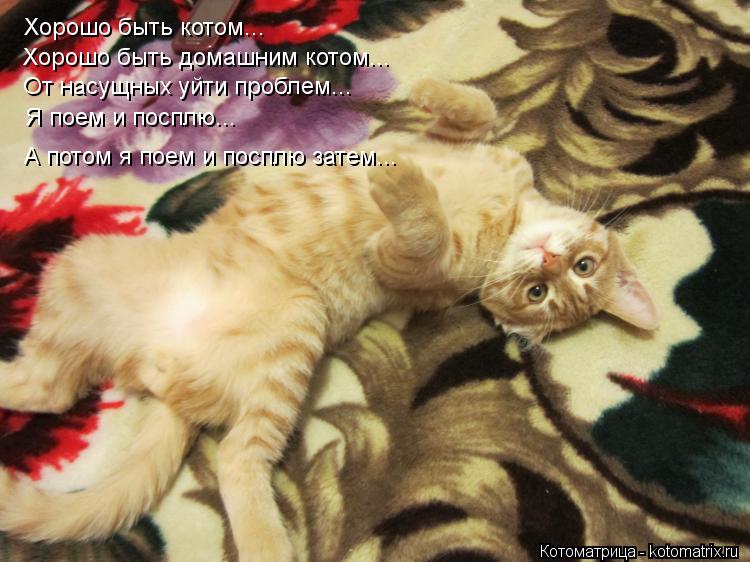 Хорошо быть котом... Хорошо быть домашним котом... От насущных уйти проблем... А потом я поем и поспл... Котоматрица: Хорошо быть котом... Хорошо быть домашним котом... От насущных уйти проблем... А потом я поем и посплю затем... Я поем и посплю...