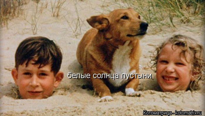 белые солнца пустыни... Котоматрица: белые солнца пустыни