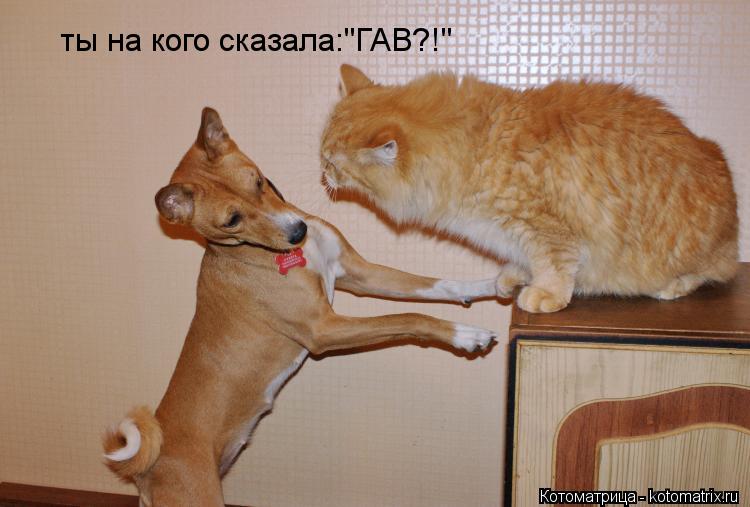 ты на кого сказала:"ГАВ?!"... Котоматрица: ты на кого сказала:"ГАВ?!"