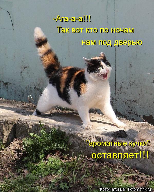Котоматрица: -Ага-а-а!!! Так вот кто по ночам  нам под дверью "ароматные кучки" оставляет!!!