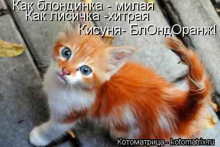 Котоматрица: Как блондинка - милая Кисуня- БлОндОранж! Как лисичка -хитрая