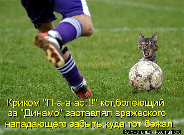 Котоматрица: Криком "П-а-а-ас!!!" кот,болеющий за "Динамо",заставлял вражеского нападающего забыть,куда тот бежал.