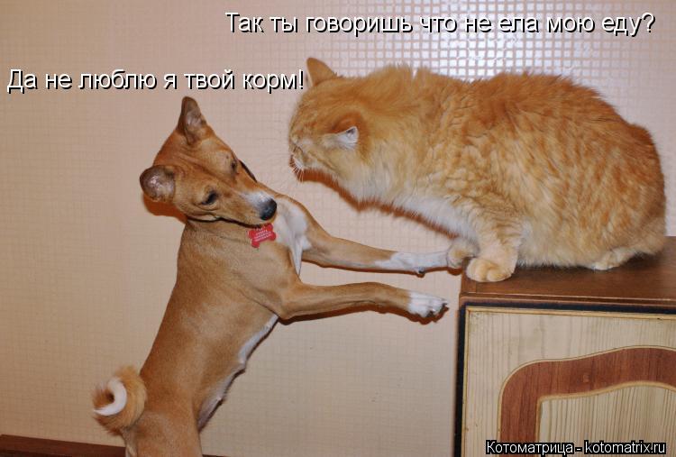 Так ты говоришь что не ела мою еду? Да не люблю я твой корм!... Котоматрица: Так ты говоришь что не ела мою еду? Да не люблю я твой корм!