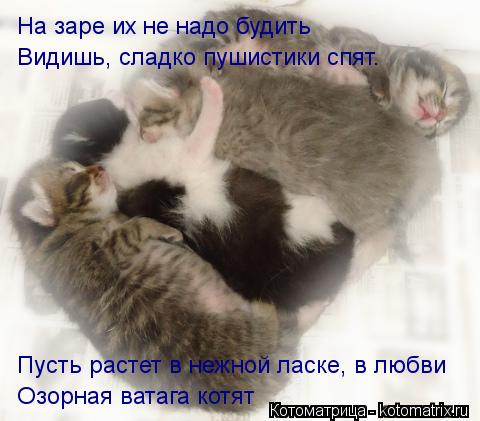 На заре их не надо будить Видишь, сладко пушистики спят. Озорная ватага котят Пусть растет в нежной л... Котоматрица: На заре их не надо будить Видишь, сладко пушистики спят. Озорная ватага котят Пусть растет в нежной ласке, в любви