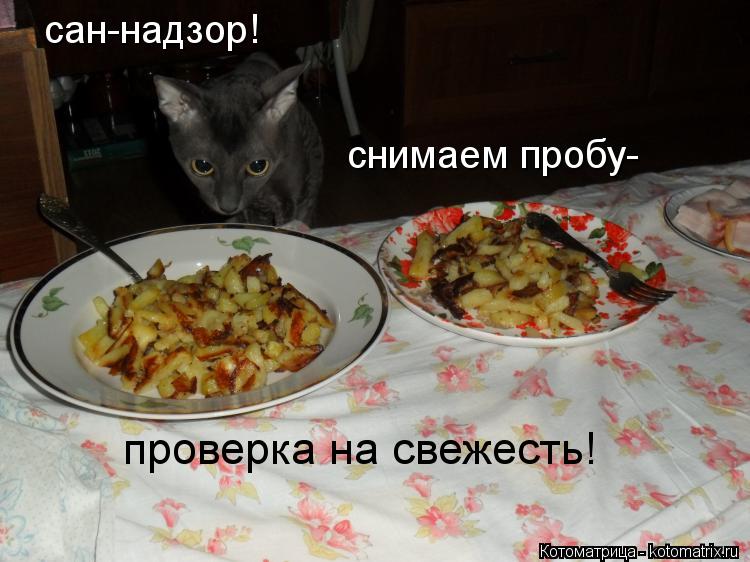 сан-надзор! проверка на свежесть! снимаем пробу-... Котоматрица: сан-надзор! проверка на свежесть! снимаем пробу-