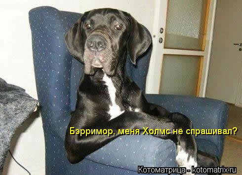 Котоматрица: Бэрримор, меня Холмс не спрашивал?