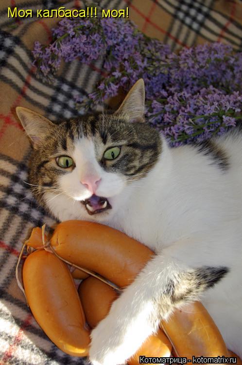 Котоматрица: Моя калбаса!!! моя!