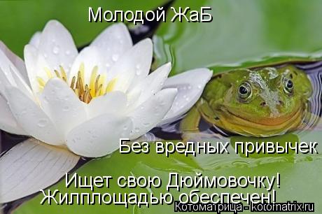 Котоматрица: Молодой ЖаБ Ищет свою Дюймовочку! Без вредных привычек Жилплощадью обеспечен!