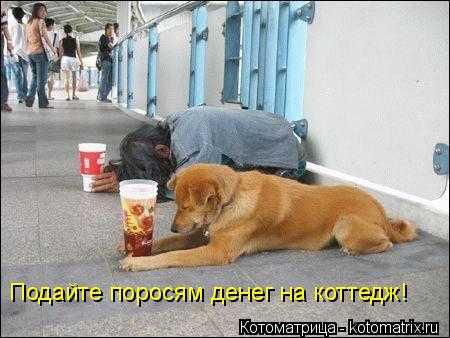Котоматрица: Подайте поросям денег на коттедж!
