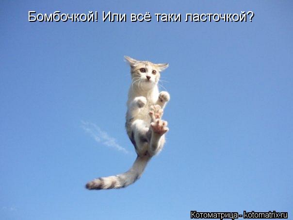 Котоматрица: Бомбочкой! Или всё таки ласточкой?