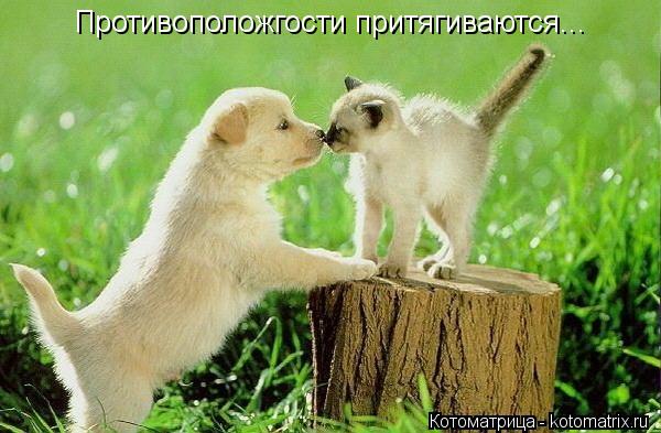 Противоположгости притягиваются...... Котоматрица: Противоположгости притягиваются...