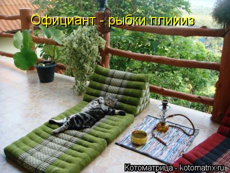 Официант - рыбки плиииз... Котоматрица: Официант - рыбки плиииз