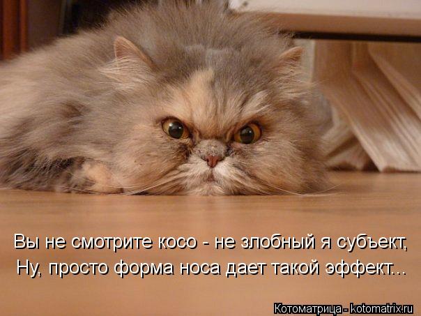 Котоматрица: Вы не смотрите косо - не злобный я субъект, Ну, просто форма носа дает такой эффект...