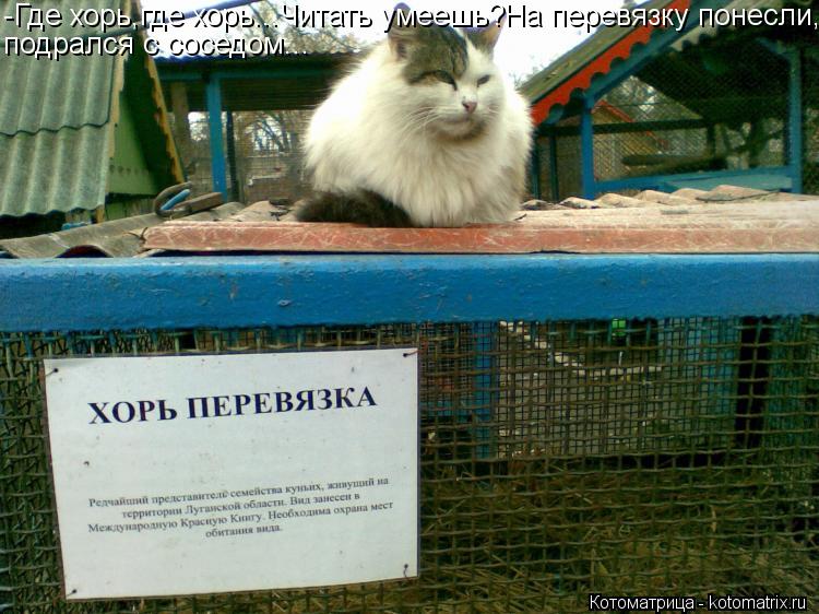 Котоматрица: -Где хорь,где хорь...Читать умеешь?На перевязку понесли, подрался с соседом...