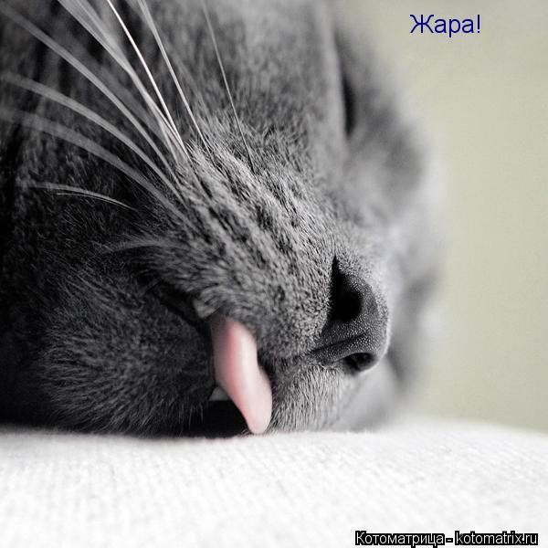 Котоматрица: Жара!
