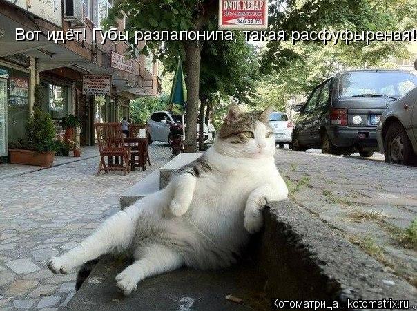 Котоматрица: Вот идёт! Губы разлапонила, такая расфуфыреная!