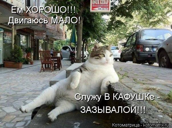 Ем ХОРОШО!!! Двигаюсь МАЛО! Служу В КАФУШКе - ЗАЗЫВАЛОЙ!!!... Котоматрица: Ем ХОРОШО!!! Двигаюсь МАЛО! Служу В КАФУШКе - ЗАЗЫВАЛОЙ!!!