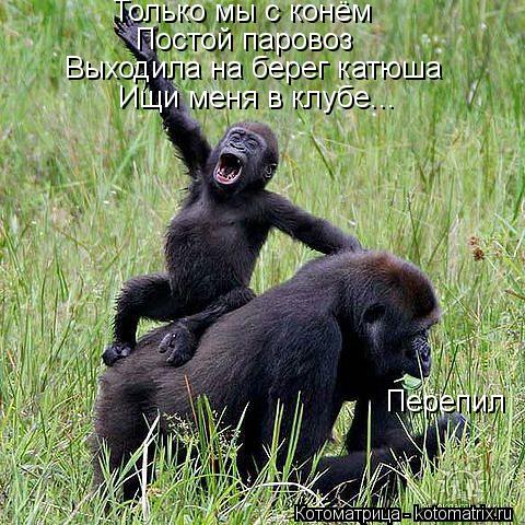 Только мы с конём Постой паровоз Выходила на берег катюша Ищи меня в клубе... Перепил... Котоматрица: Только мы с конём Постой паровоз Выходила на берег катюша Ищи меня в клубе... Перепил