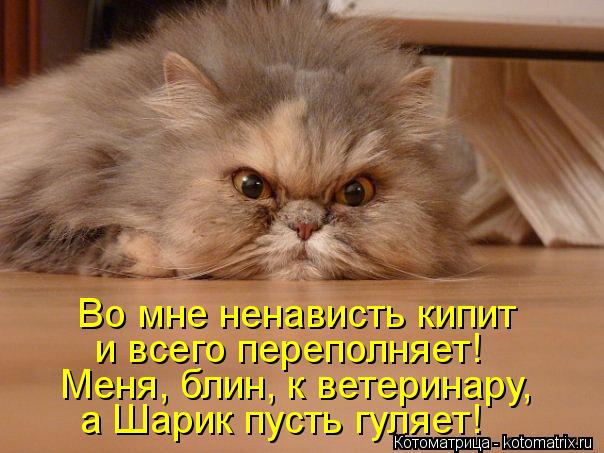 Котоматрица: Во мне ненависть кипит  и всего переполняет! Меня, блин, к ветеринару, а Шарик пусть гуляет!