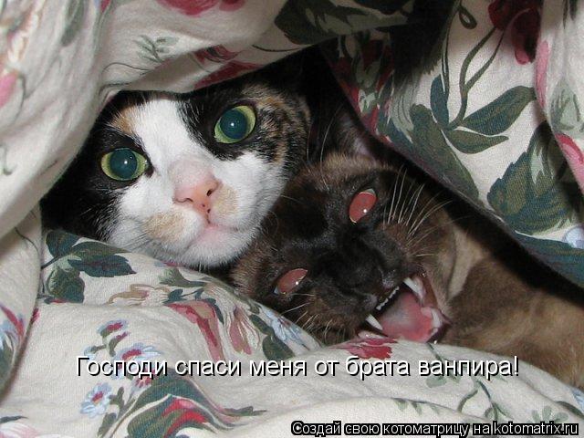 Котоматрица: Господи спаси меня от брата ванпира!
