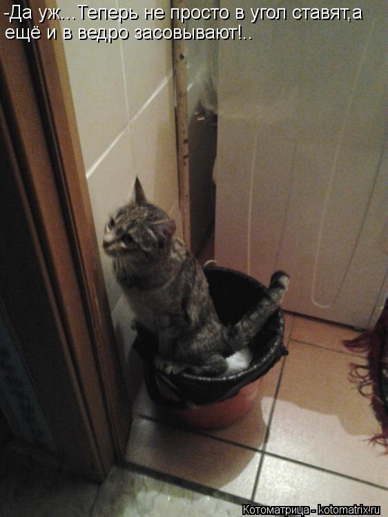 Котоматрица: -Да уж...Теперь не просто в угол ставят,а ещё и в ведро засовывают!..