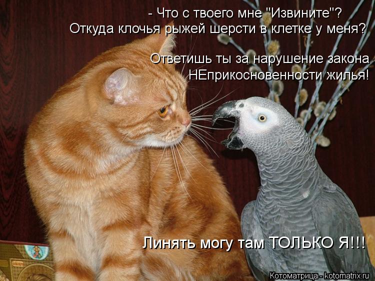 Котоматрица: - Что с твоего мне "Извините"? Откуда клочья рыжей шерсти в клетке у меня? НЕприкосновенности жилья! Ответишь ты за нарушение закона Линять м