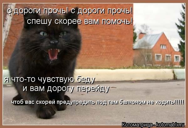 Котоматрица: с дороги прочь! с дороги прочь! спешу скорее вам помочь! я что-то чувствую беду и вам дорогу перейду  чтоб вас скорей предупредить под тем бал