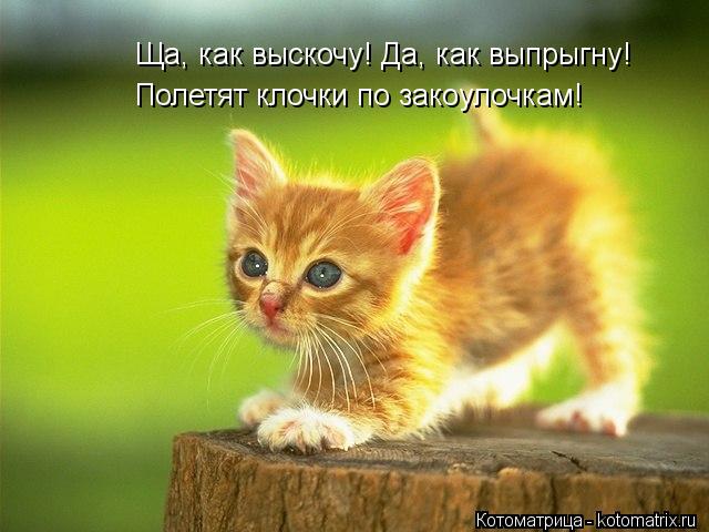 Котоматрица: Ща, как выскочу! Да, как выпрыгну! Полетят клочки по закоулочкам!