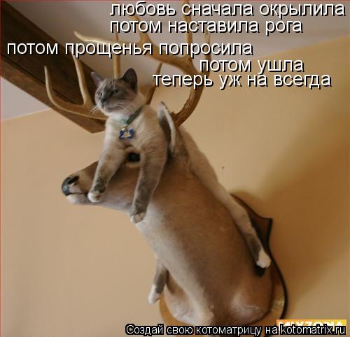 Котоматрица: любовь сначала окрылила  потом наставила рога потом прощенья попросила потом ушла теперь уж на всегда