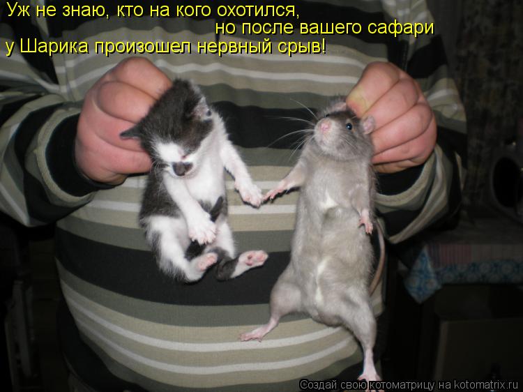 Уж не знаю, кто на кого охотился, но после вашего сафари у Шарика произошел нервный срыв!... Котоматрица: Уж не знаю, кто на кого охотился, но после вашего сафари у Шарика произошел нервный срыв!