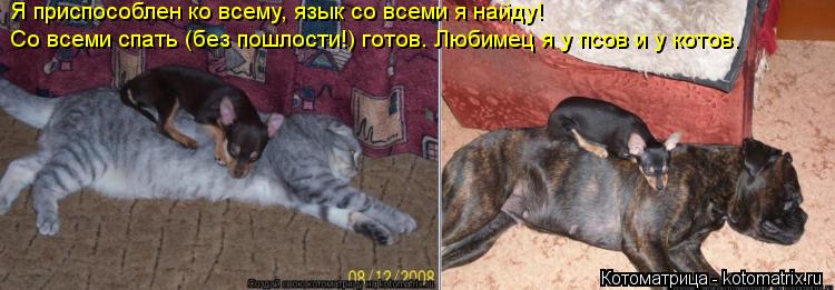 Котоматрица: Я приспособлен ко всему, язык со всеми я найду! Со всеми спать (без пошлости!) готов. Любимец я у псов и у котов.