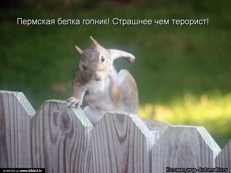 Пермская белка гопник! Страшнее чем терорист!... Котоматрица: Пермская белка гопник! Страшнее чем терорист!