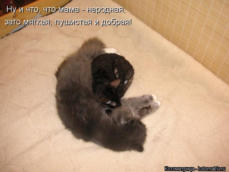 Котоматрица: Ну и что, что мама - неродная,  зато мягкая, пушистая и добрая!