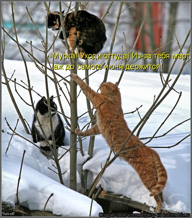 -Мурка! Уходи оттуда! Из-за тебя март аж до самого июня держится!... Котоматрица: -Мурка! Уходи оттуда! Из-за тебя март аж до самого июня держится!