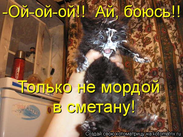 -Ой-ой-ой!! Ай, боюсь!! Только не мордой в сметану!... Котоматрица: -Ой-ой-ой!! Ай, боюсь!! Только не мордой в сметану!
