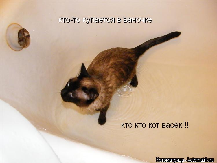 кто-то купается в ваночке кто кто кот васёк!!!... Котоматрица: кто-то купается в ваночке кто кто кот васёк!!!