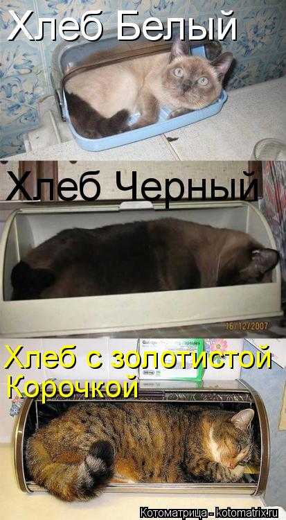 Котоматрица: Хлеб Белый Хлеб Черный Хлеб с золотистой Корочкой