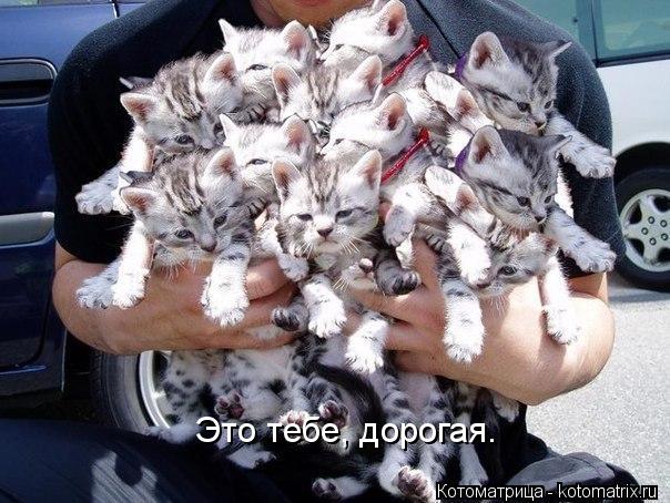 Котоматрица: Это тебе, дорогая.