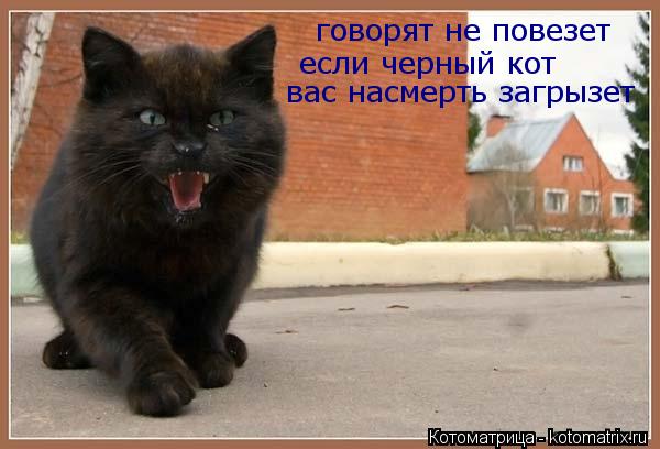 Котоматрица: говорят не повезет  если черный кот  вас насмерть загрызет