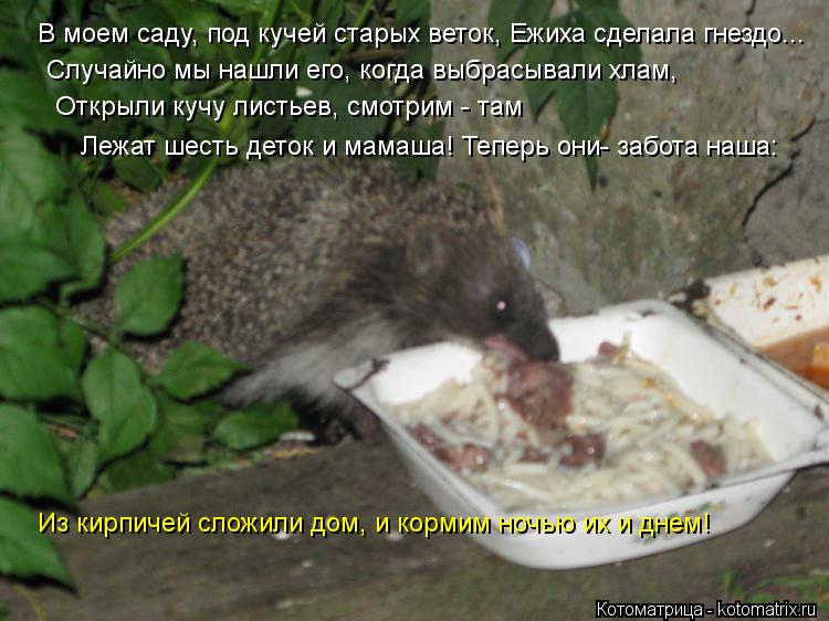 Котоматрица: В моем саду, под кучей старых веток, Ежиха сделала гнездо... Случайно мы нашли его, когда выбрасывали хлам, Открыли кучу листьев, смотрим - там