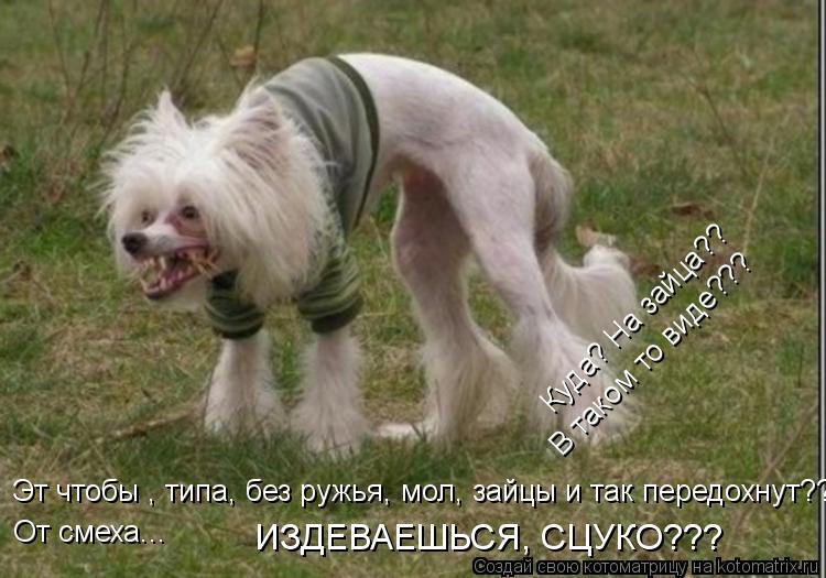 Котоматрица: Куда? На зайца?? В таком то виде??? Эт чтобы , типа, без ружья, мол, зайцы и так передохнут??? От смеха...  ИЗДЕВАЕШЬСЯ, СЦУКО???