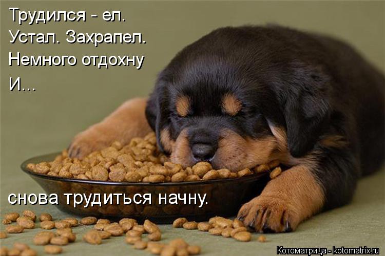 Котоматрица: Трудился - ел.  Устал. Захрапел. Немного отдохну  И... снова трудиться начну.