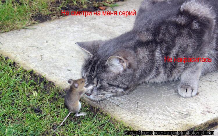 Котоматрица: Не смотри на меня серий Не смотри на меня серий Не накрасилась Не накрасилась