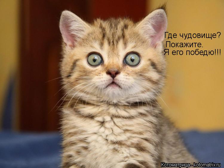 Где чудовище? Покажите. Я его победю!!!... Котоматрица: Где чудовище? Покажите. Я его победю!!!