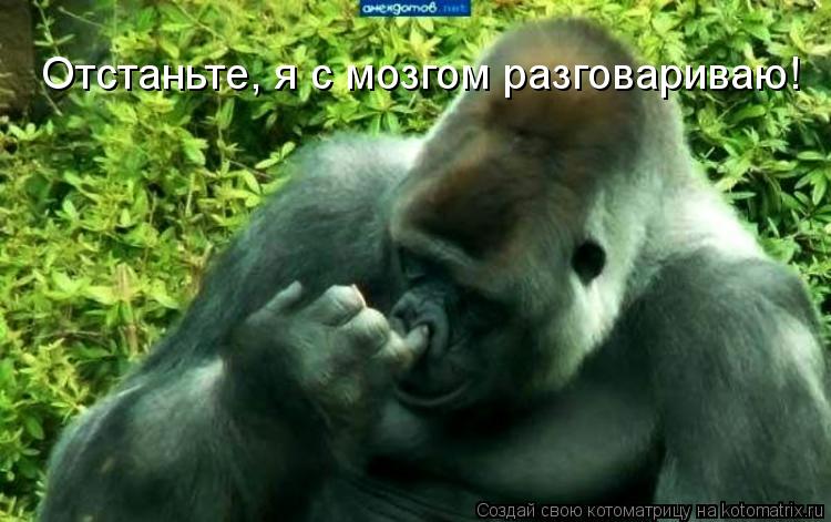 Отстаньте, я с мозгом разговариваю!... Котоматрица: Отстаньте, я с мозгом разговариваю!
