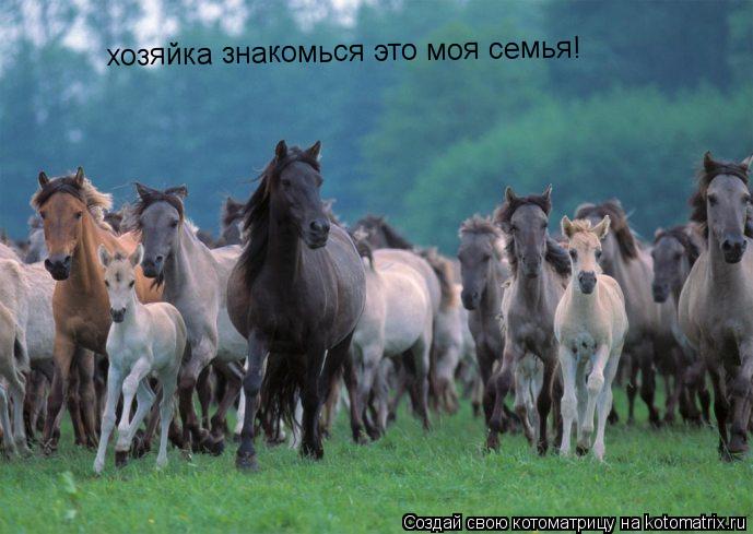 Котоматрица: хозяйка знакомься это моя семья!