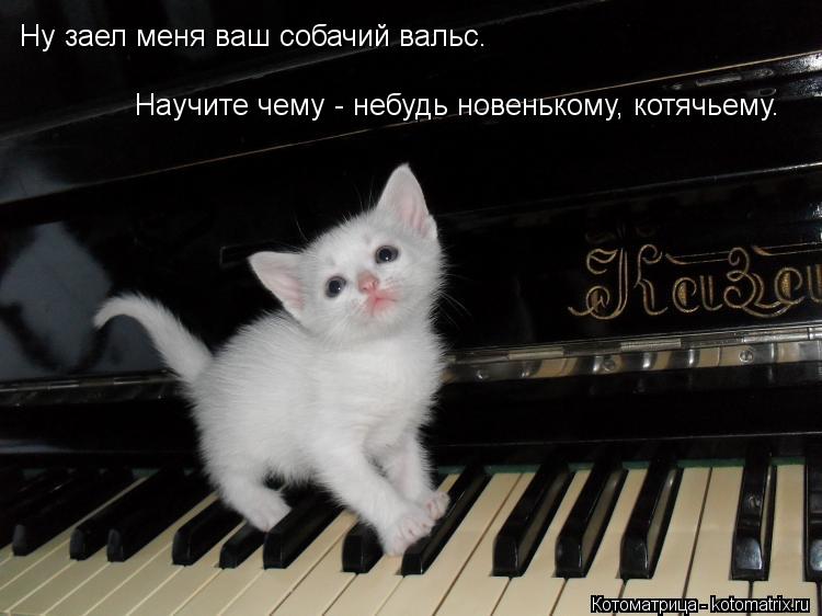 Котоматрица: Ну заел меня ваш собачий вальс. Научите чему - небудь новенькому, котячьему.