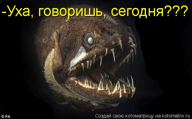 Котоматрица: -Уха, говоришь, сегодня???